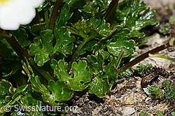 C307040: Alpen-Hahnenfuss (Ranunculus alpestris)