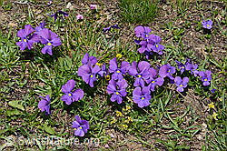 Langsporniges Stiefmütterchen (Viola calcarata) (08.2024, C307044)