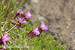Kalk-Polsternelke (Silene acaulis) (C307066)