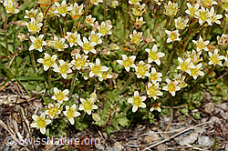 Gefurchter Steinbrech (Saxifraga exarata) (C307080)