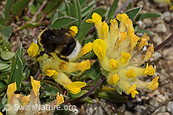 Heide-Erdhummel (Bombus cryptarum) an Alpen-Wundklee (Anthyllis vulneraria ssp. alpestris) (C307083)