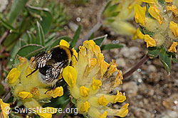 Heide-Erdhummel (Bombus cryptarum) an Alpen-Wundklee (Anthyllis vulneraria ssp. alpestris) (C307085)
