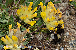 Heide-Erdhummel (Bombus cryptarum) an Alpen-Wundklee (Anthyllis vulneraria ssp. alpestris) (C307086)