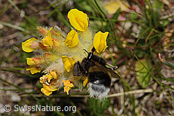 Heide-Erdhummel (Bombus cryptarum) an Alpen-Wundklee (Anthyllis vulneraria ssp. alpestris) (C307090)