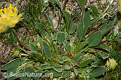 Alpen-Wundklee (Anthyllis vulneraria ssp. alpestris) (C307096)