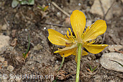 Berg-Hahnenfuss (Ranunculus montanus) (C307122)