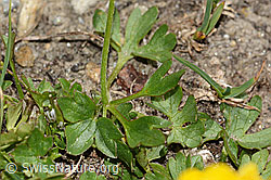 Berg-Hahnenfuss (Ranunculus montanus) (C307123)