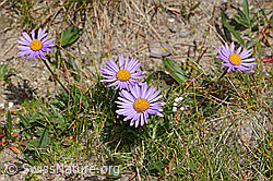 Alpen-Aster (Aster alpinus) (C307130)