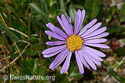Alpen-Aster (Aster alpinus) (C307132)