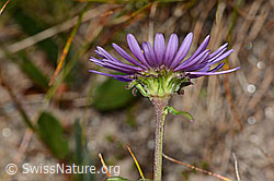 Alpen-Aster (Aster alpinus) (C307136)