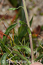 Alpen-Aster (Aster alpinus) (C307137)
