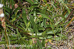 Alpen-Aster (Aster alpinus) (C307138)