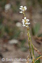 Knöllchen-Knöterich (Polygonum viviparum) (08.2024, C307159)