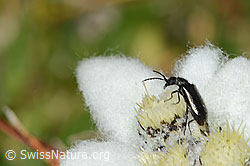 Frische Blüte eines Edelweiss