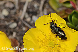 Foto: Dasytes obscurus (Wollhaarkäfer) auf Alpen-Sonnenröschen (Helianthemum alpestre)