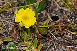 Alpen-Sonnenröschen (Helianthemum alpestre) (08.2024, C307200)