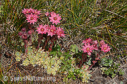 Spinnweb-Hauswurz (Sempervivum arachnoideum) (08.2024, C307206)