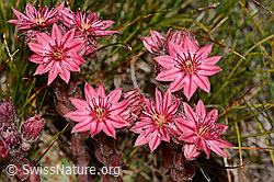 Spinnweb-Hauswurz (Sempervivum arachnoideum) (08.2024, C307208)