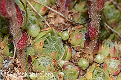 C307209: Spinnweb-Hauswurz (Sempervivum arachnoideum)