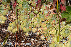 C307210: Spinnweb-Hauswurz (Sempervivum arachnoideum)