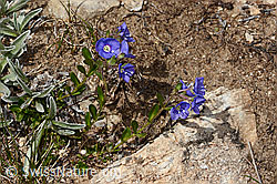 Felsen-Ehrenpreis (Veronica fruticans) (C307225)