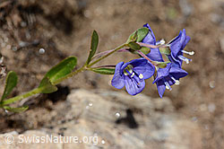 Felsen-Ehrenpreis (Veronica fruticans) (C307233)