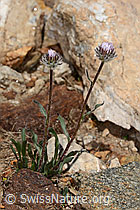 Einköpfiges Berufkraut (Erigeron uniflorus) (C307238)
