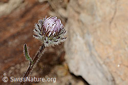Einköpfiges Berufkraut (Erigeron uniflorus) (C307247)