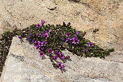 Gegenblättriger Steinbrech (Saxifraga oppositifolia) (08.2024, C307280)
