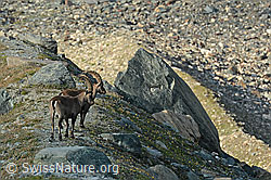 Zwei Alpensteinböcke (Capra ibex) (C310284)