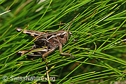 Grosse Höckerschrecke (Arcyptera fusca) (C312743)