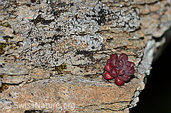 Sedum atratum (31.08.2024, C312752)