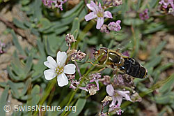 Kriechendes Gipskraut (Gypsophila repens)