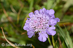 Scabiosa lucida (31.08.2024, C312845)