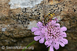 Helophilus trivittatus on Scabiosa lucida (31.08.2024, C312846)