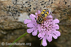 Helophilus trivittatus on Scabiosa lucida (C312847) Helophilus trivittatus on Scabiosa lucida (C312847)