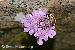 Helophilus trivittatus on Scabiosa lucida (C312848) Helophilus trivittatus on Scabiosa lucida (C312848)