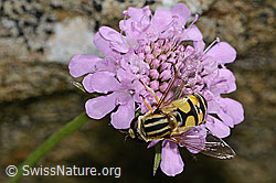 Glänzende Skabiose (Scabiosa lucida)