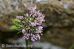 Scabiosa lucida (C312852)