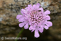 Scabiosa lucida (C312853)