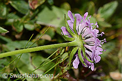 Scabiosa lucida (C312854)