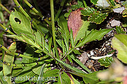 Scabiosa lucida (C312856)
