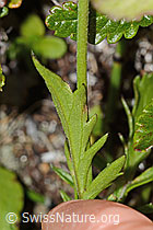 Scabiosa lucida (C312857)