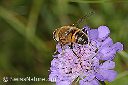 Eristalis tenax on Scabiosa lucida (31.08.2024, C312866)