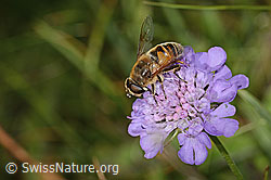 Eristalis tenax on Scabiosa lucida (C312867) Eristalis tenax on Scabiosa lucida (C312867)