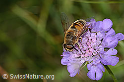Eristalis tenax on Scabiosa lucida (C312868) Eristalis tenax on Scabiosa lucida (C312868)