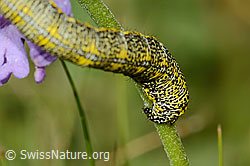 Lycia alpina (Caterpillar) on Scabiosa lucida (C312871)