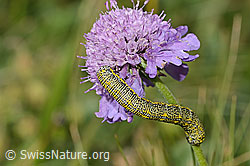Lycia alpina (Caterpillar) on Scabiosa lucida (C312885)