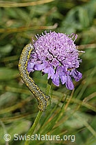 Lycia alpina (Caterpillar) on Scabiosa lucida (C312899)
