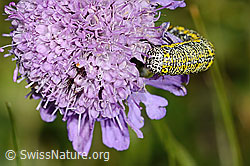Lycia alpina (Caterpillar) on Scabiosa lucida (31.08.2024, C312900)